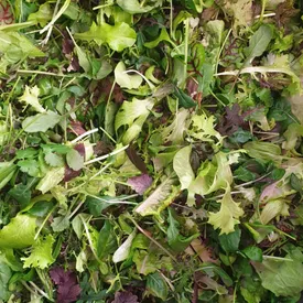 Микрозелень «Микс бебилист»